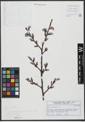 Foto von Salix viminalis L.
